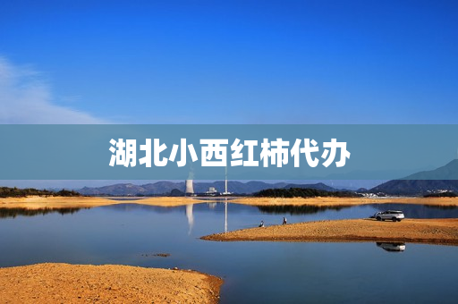 湖北小西红柿代办(西红柿苗出售)