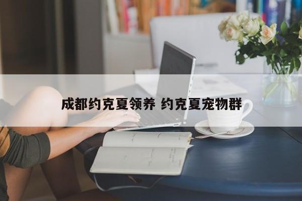 成都约克夏领养 约克夏宠物群